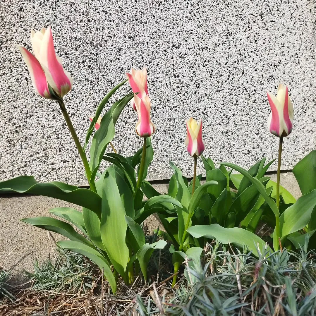 我が家の小さなお庭にも春が訪れました😊