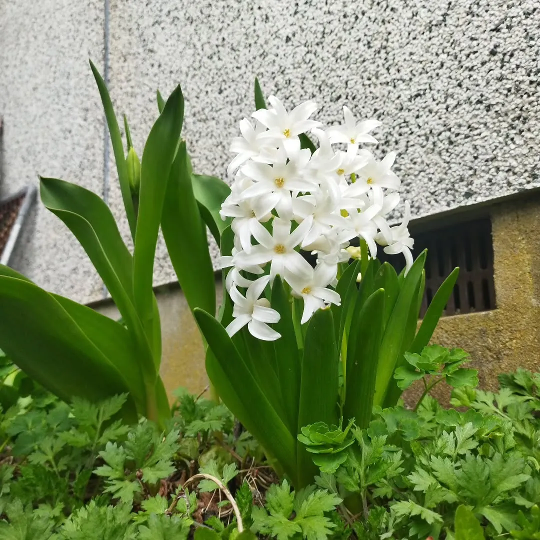 我が家の小さなお庭にも春が訪れました😊