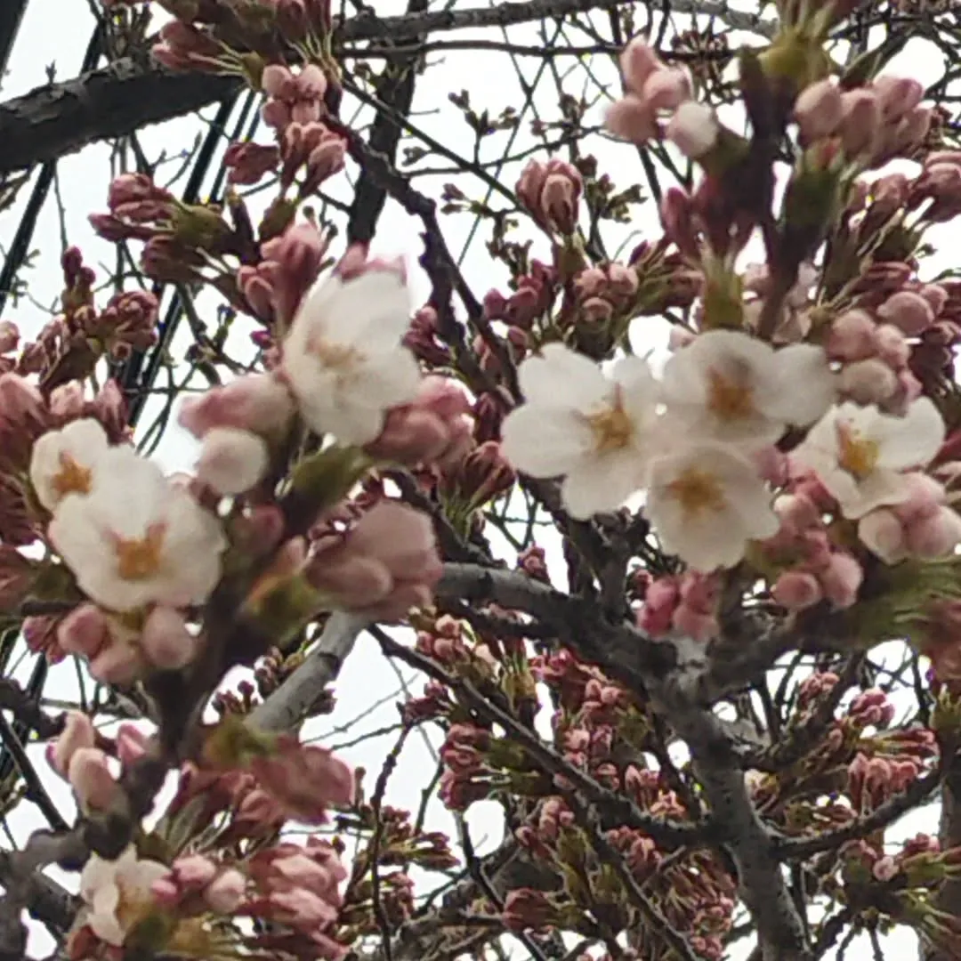 青森市内もやっと咲いてきましたねー🌸