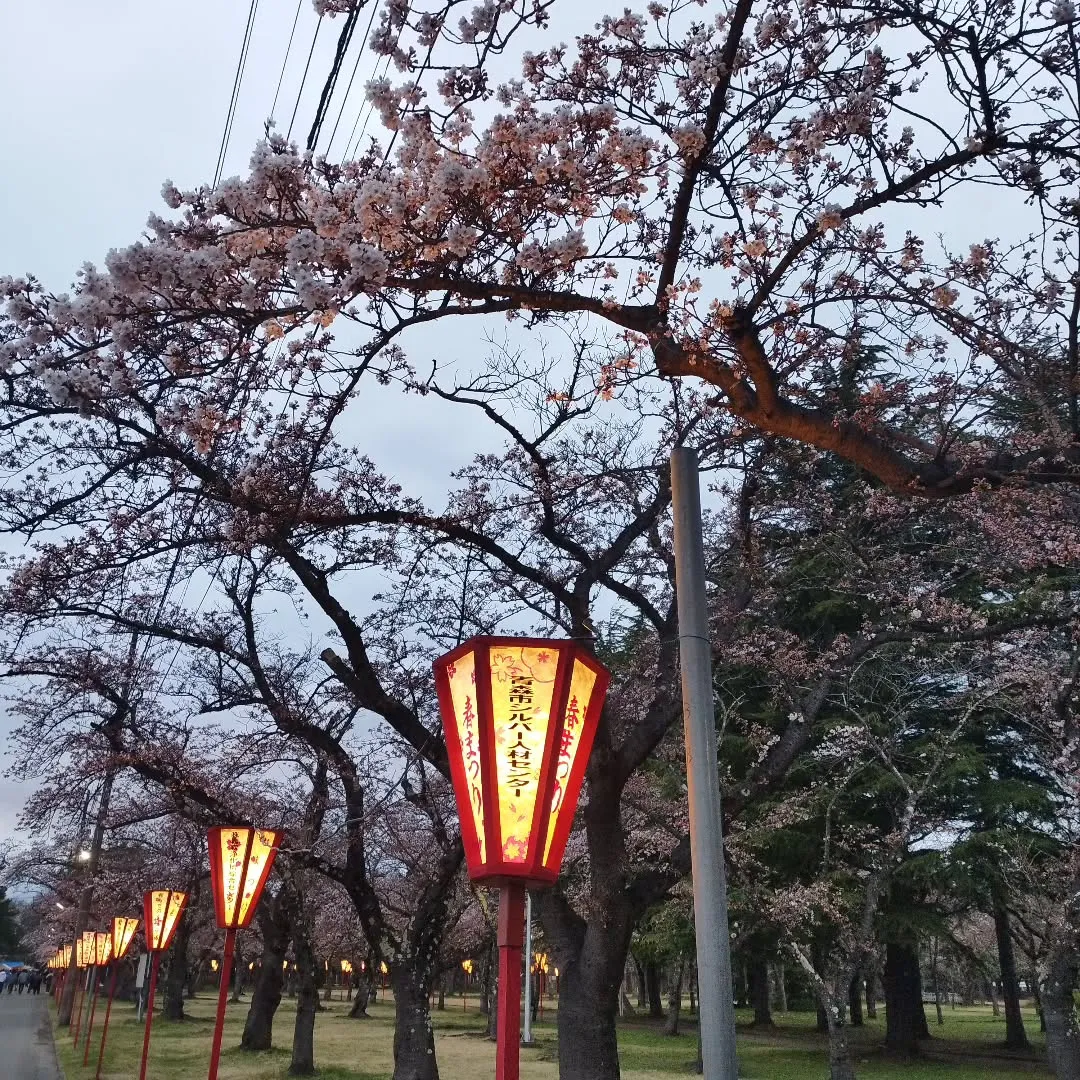 合浦公園春まつり😊