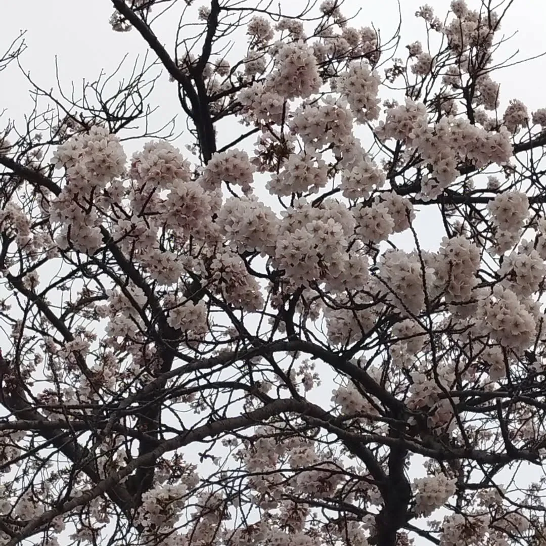 合浦公園春まつり😊