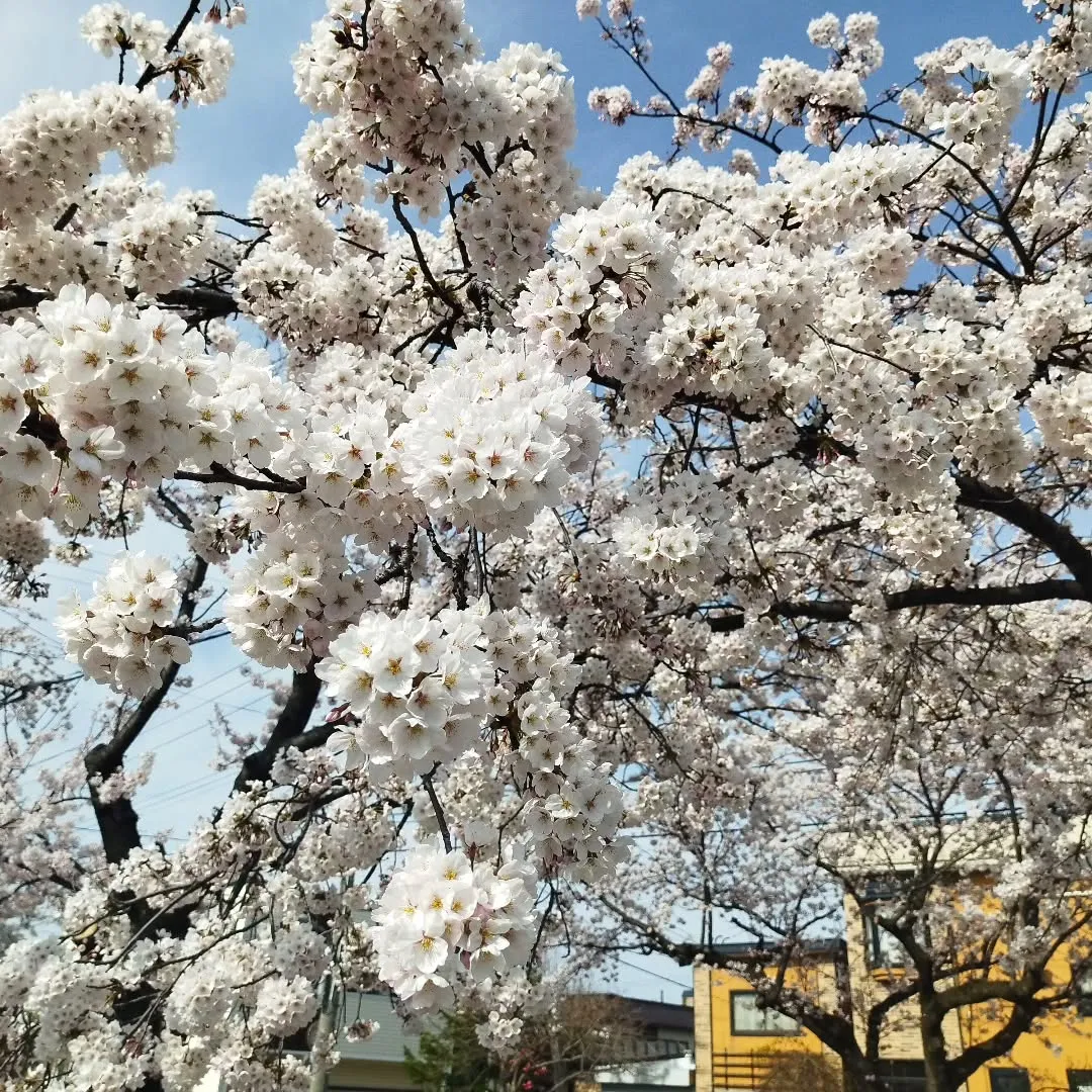 桜川で満開ですー🌸