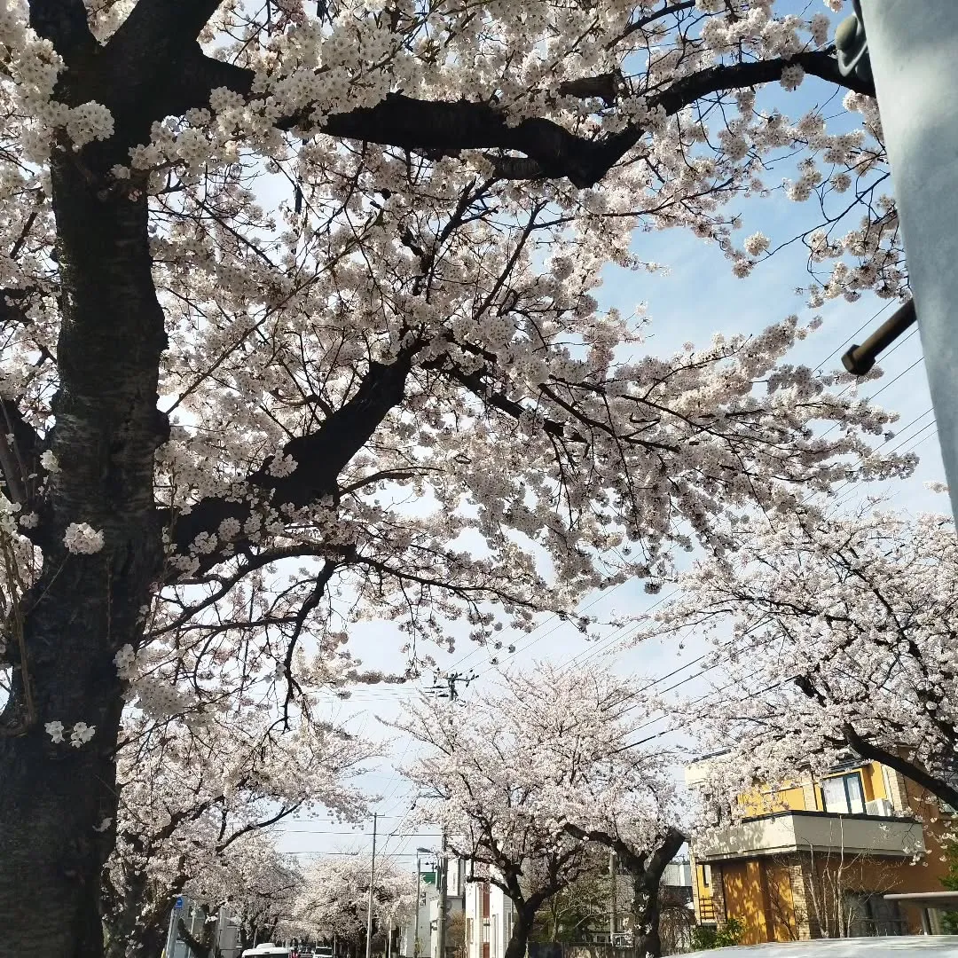 桜川で満開ですー🌸
